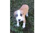 Taffy, Jack Russell Terrier For Adoption In Jackson, Tennessee