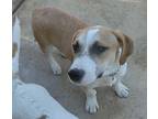 Boots, Jack Russell Terrier For Adoption In Jackson, Tennessee