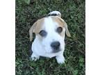 Jelly Bean, Jack Russell Terrier For Adoption In Jackson, Tennessee