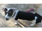 Buttons, Jack Russell Terrier For Adoption In Jackson, Tennessee