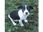 Jazzy, Jack Russell Terrier For Adoption In Jackson, Tennessee