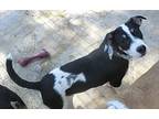 Dino, Jack Russell Terrier For Adoption In Jackson, Tennessee