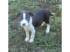 Bacon, Jack Russell Terrier For Adoption In Jackson, Tennessee