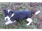 Olive, Jack Russell Terrier For Adoption In Jackson, Tennessee