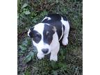 Cricket, Jack Russell Terrier For Adoption In Jackson, Tennessee
