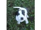 Pickle, Jack Russell Terrier For Adoption In Jackson, Tennessee