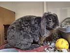 Amulet, Lop-eared For Adoption In Westford, Massachusetts