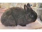 Kit Kat, Dwarf For Adoption In Westford, Massachusetts