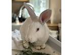 Noodles, New Zealand For Adoption In Westford, Massachusetts