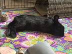 Scout, Other/unknown For Adoption In Westford, Massachusetts