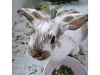 Sir Lancelot, Flemish Giant For Adoption In Westford, Massachusetts