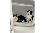 Wyatt Earp, Domestic Shorthair For Adoption In Raleigh, North Carolina