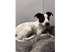 Sesame Seed, Jack Russell Terrier For Adoption In Raleigh, North Carolina