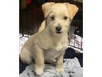 Blossom, Schnauzer (miniature) For Adoption In Los Angeles, California