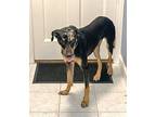 Norris, Doberman Pinscher For Adoption In New York, New York