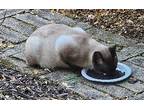 Stevie, Siamese For Adoption In Howell, Michigan