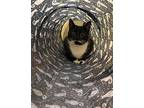 Ellie In Ct, Domestic Shorthair For Adoption In East Hartford, Connecticut