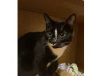 Elliot In Ct, Domestic Shorthair For Adoption In East Hartford, Connecticut