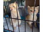 Adink, Domestic Shorthair For Adoption In Howell, Michigan