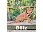 Blitz, Labrador Retriever For Adoption In East Hartford, Connecticut