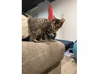 Percy, Domestic Shorthair For Adoption In Wheaton, Illinois