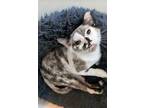 Hope May, Siamese For Adoption In Wheaton, Illinois