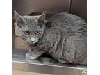 Fluffy, Domestic Shorthair For Adoption In Santa Rosa, California