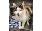 Epic, Domestic Longhair For Adoption In Santa Rosa, California