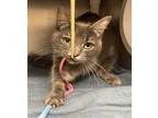 Skye, Domestic Mediumhair For Adoption In Santa Rosa, California
