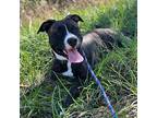 Emmy Lou, American Staffordshire Terrier For Adoption In Cadiz, Ohio