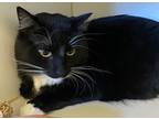Mitty (mittens), Domestic Shorthair For Adoption In Monterey, California