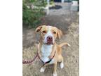 Dolly@marvin Pierce Dog Teacher, Golden Retriever For Adoption In Newberg