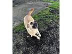 Momma, American Pit Bull Terrier For Adoption In Corning, Arkansas