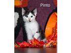 Pinto* Front Lobby 17, Domestic Shorthair For Adoption In Pomona, California