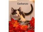 Garbanzo* Front Lobby 17, Domestic Shorthair For Adoption In Pomona, California