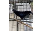Flockwood Mac, Chicken For Adoption In Escondido, California