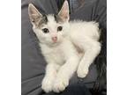 Mochi, Domestic Shorthair For Adoption In Milpitas, California