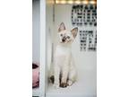 Chanel, Siamese For Adoption In Honolulu, Hawaii