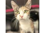 Angelou, Domestic Shorthair For Adoption In Escondido, California