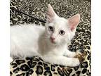 North, Siamese For Adoption In Goodyear, Arizona
