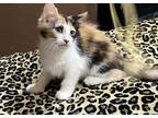 Aurora, Calico For Adoption In Goodyear, Arizona