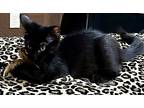 Storm, Siamese For Adoption In Goodyear, Arizona