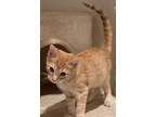 Mcmuffin, Domestic Shorthair For Adoption In Goodyear, Arizona