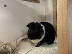 Ernie (& Bert), Guinea Pig For Adoption In Penticton, British Columbia