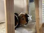 Bert (& Ernie), Guinea Pig For Adoption In Penticton, British Columbia