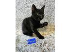 Hocus, Domestic Shorthair For Adoption In Jessup, Maryland
