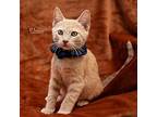 Elmo, Domestic Shorthair For Adoption In Hot Springs Village, Arkansas