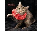 Mookie, Domestic Shorthair For Adoption In Hot Springs Village, Arkansas