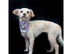 Rylee, Terrier (unknown Type, Medium) For Adoption In Hot Springs Village