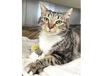 Jade, Domestic Shorthair For Adoption In Carrollton, Georgia